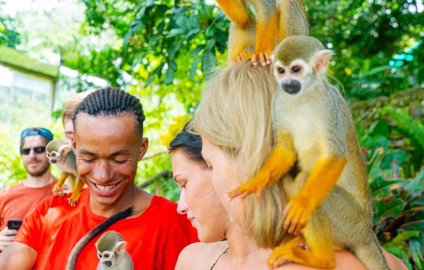 Monkey House