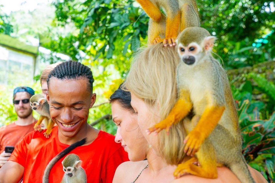 Monkey House