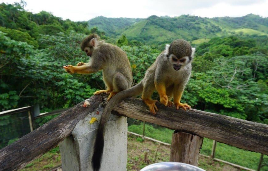 Monkey House