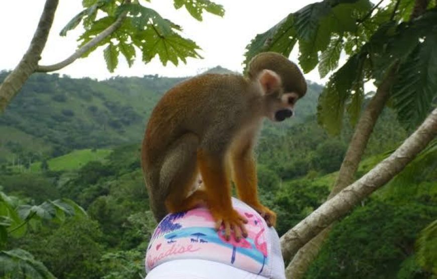 Monkey House