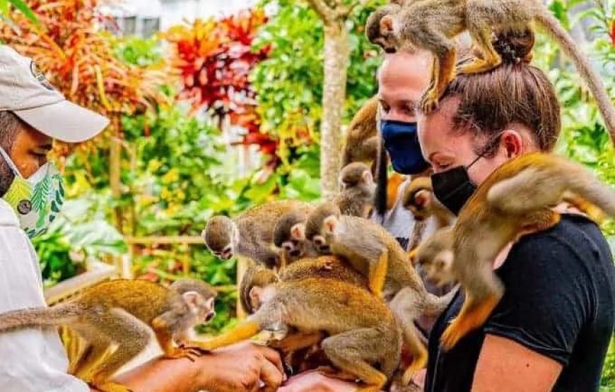 Monkey House