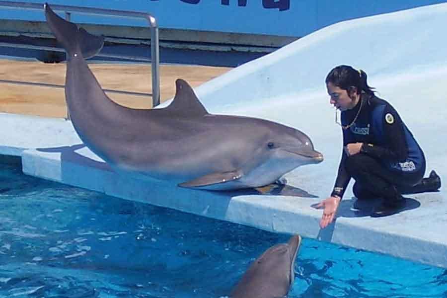 Dolphins